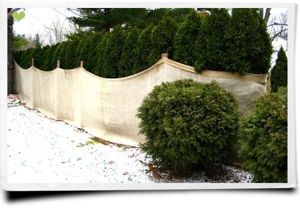 “ In exponierten Lagen können junge Pflanzen und frisch gesetzte Bäume durch einen Windschutz vor dem Austrocknen und vor Schäden durch Eis bewahrt werden.“