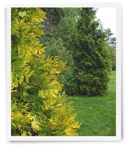 Blattbrand tritt allgemein bei gelben und weißbunten Formen auf. Solche Pflanzen brauchen allerdings sonnige Standorte, um ihre charakteristisches Merkmal entwickeln zu können.