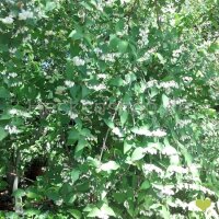 Zierliche Deutzie (Deutzia gracilis) | 60-80cm | Im Topf...