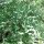 Zierliche Deutzie (Deutzia gracilis) | 60-80cm | Im Topf gewachsen | 10L | Spitzenqualität