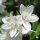 Zierliche Deutzie (Deutzia gracilis) | 60-80cm | Im Topf gewachsen | 10L | Spitzenqualität