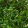 Portugiesischer Kirschlorbeer ‘Angustifolia’ | 100-125cm | Im Topf gewachsen | 10L  | Bulkware