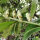 Portugiesischer Kirschlorbeer ‘Angustifolia’ | 100-125cm | Im Topf gewachsen | 10L  | Bulkware