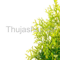 Thuja occidentalis ‘Yellow Ribbon’ | 30-40 cm...