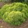 Gelbe Zwerg-Fadenzypresse "Sungold" | 20-25 cm | Im Topf gewachsen | 3L
