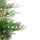 Leyland-Zypresse | 80-100cm | Im Topf gewachsen | 4L