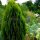 Thuja orientalis ‘Aurea Nana’ | 25-30cm | Im Topf gewachsen | 3L
