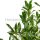 Kirschlorbeer ‘Caucasica’ | 80-100cm | Ballenware (von Sept. bis Mai)
