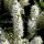 Portugiesischer Kirschlorbeer ‘Angustifolia’ | 80-100 cm | Ballenware (von Sept. bis Mai.)