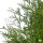 Riesenlebensbaum "Martin" | 80-100cm | Ballenware (von Sept. bis Mai)