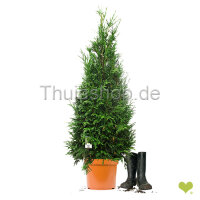 Riesenlebensbaum "Martin" | 100-120cm |...