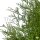 Riesenlebensbaum "Martin" | 100-120cm | Ballenware (von Sept. bis Mai)
