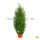 Riesenlebensbaum "Martin" | 160-180cm | Ballenware (von Sept. bis Mai.)