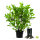 Kirschlorbeer "Rotundifolia" | 80-100cm | Ballenware (von Sept. bis Mai)