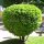 Kirschlorbeer "Rotundifolia" | 80-100cm | Ballenware (von Sept. bis Mai)