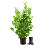 Kirschlorbeer "Rotundifolia" | 125-150cm |...