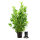 Kirschlorbeer "Rotundifolia" | 125-150cm | Ballenware | Spitzenqualität (von Sept. bis Mai.)
