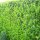 Kirschlorbeer "Rotundifolia" | 125-150cm | Ballenware | Spitzenqualität (von Sept. bis Mai.)