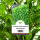 Kirschlorbeer "Rotundifolia" | 150-175cm | Ballenware | Spitzenqualität (von Sept. bis Mai.)