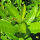 Kirschlorbeer "Novita" | 100-125 cm | Im Topf gewachsen | 15L
