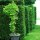 Kirschlorbeer "Rotundifolia" | 100-125 cm | Im Topf gewachsen | 10L | Bulkware