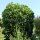 Kirschlorbeer ‘Etna’ | 80-100 cm | Im Topf gewachsen | 15L | Bulkware